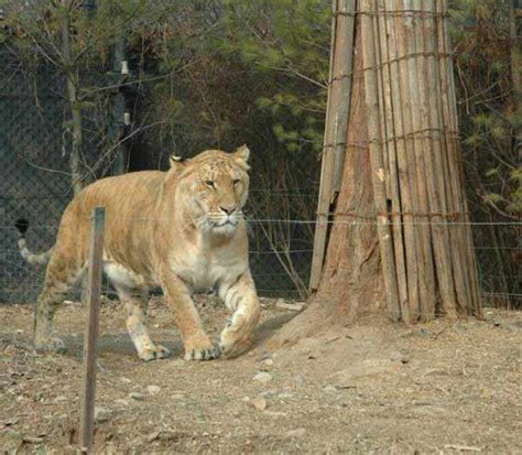 List 99 Pictures Pictures Of A Liger Sharp