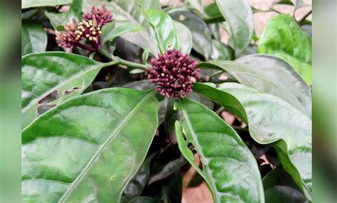 Infinix Hot Review The Best Budget Smartphone In Nigeria Feat Hot Phones Nigeria