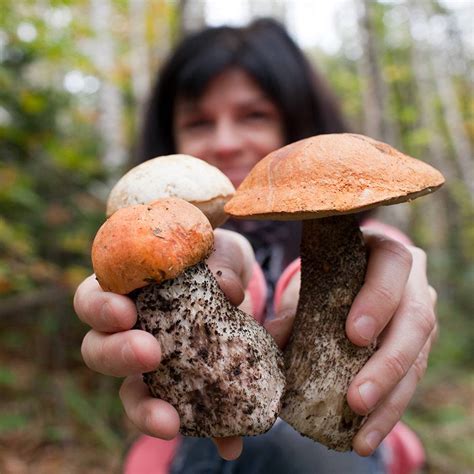 Taller De Cultivo De Hongos Comestibles Y Medicinales En Antigua