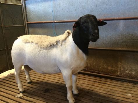 Dorper Sheep Society Australia Dorper Studs South Australia