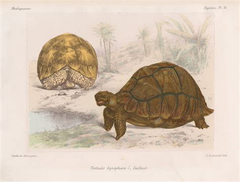 Angonoka tortoise posters & prints by Louis LÃ©chaudel