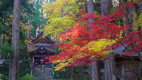 光前寺（長野） 2024年紅葉ライトアップ・見頃情報 Amatavi