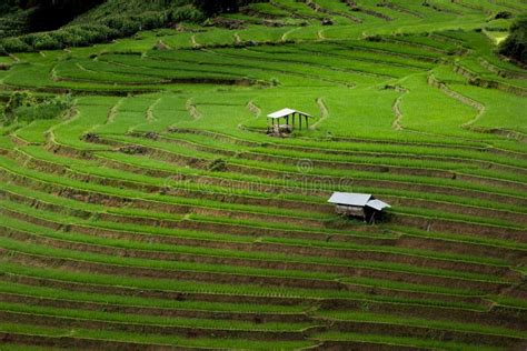 Step Farming Stock Photos Download 1591 Royalty Free Photos