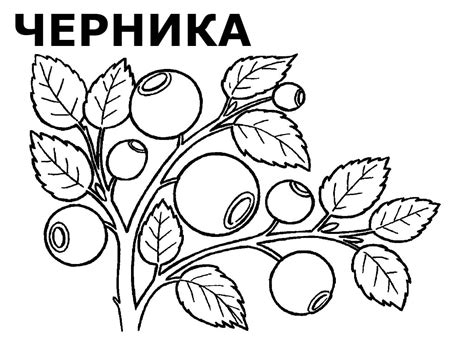 Раскраски ягод распечатать