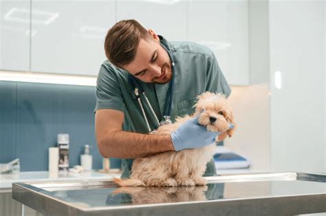 Hospital Veterinário Gratuito Perto De Mim - Hospital veterinário perto de mim em Fortaleza - Wellpet