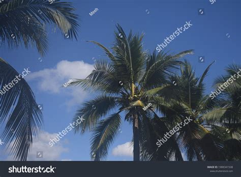 Scenery Background Coconut Trees Sky View Stock Photo 1988341508