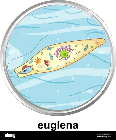 Anatomy Structure Of Euglena On White Background Illustration Stock