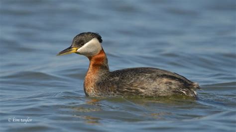 Bakgrundsbilder Hav Vilda Djur Och V Xter N Bb Fauna Anka