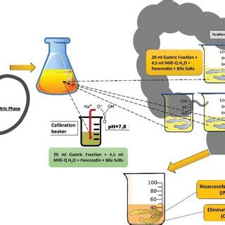 Graphical And Schematic Representation Of The In Vitro Gastrointestinal