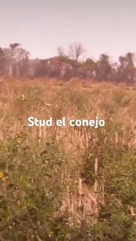 Stud El Conejo YouTube