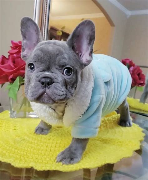 Teacup French Bulldog Puppies - diancruisefamilypuppies.com