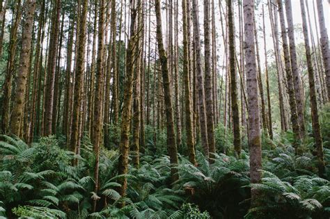 Great Otway National Park, Australia | Jelly Journeys