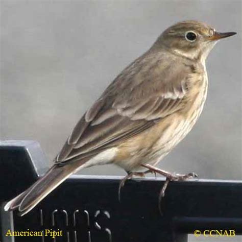 American Pipit (Anthus rubescens) - AMPI