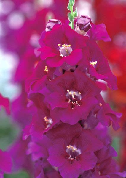 Antirrhinum Snapdragon F1 Chantilly™ Series American Takii