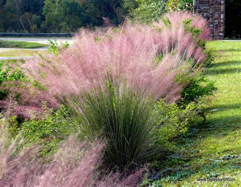 Pink Muhly Grass Pro 1 Landscaping