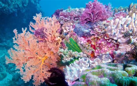 coral conservation Archives