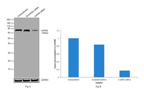 Calpain Antibody Pa