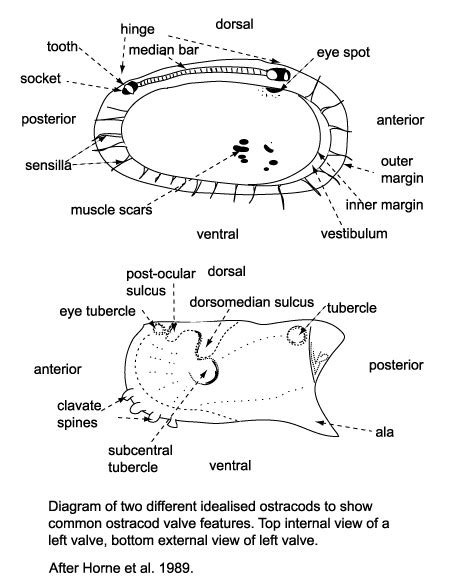 Ostracods