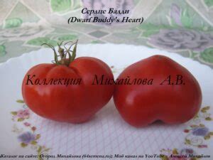 Сердце Бадди. (Сорт из проекта Гном томатный).