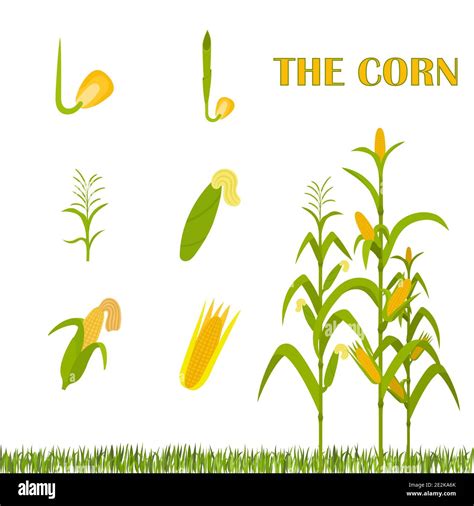 Corn growth stages hi-res stock photography and images - Alamy