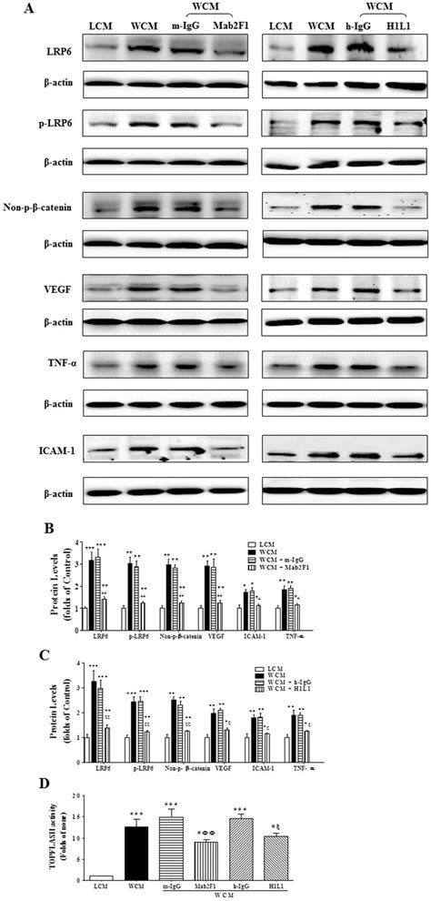 Inhibition Of Wnt Ligand Induced Activation Of Wnt Signaling And