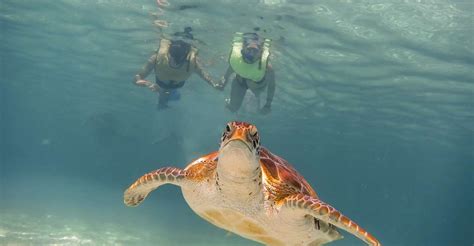 Canc N Tour De Esn Rquel Con Tortugas Y Cenotes En Akumal Getyourguide