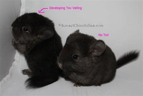 How To Spot Tov Or Black Velvet Chinchillas