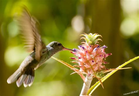 Hummingbirds Hd Wallpapers