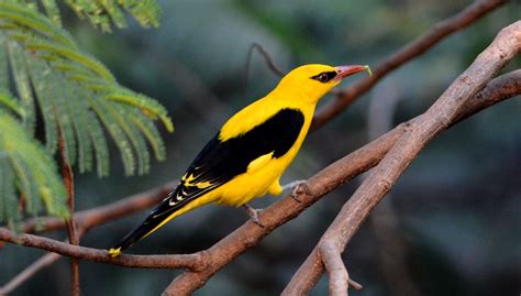 Indian Golden Oriole Oriolus Kundoo Found In Central Asia And The