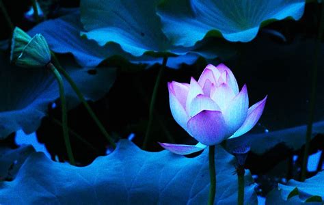 Blue Lotus Flower Wallpaper 01 Lotus Flower Pictures And Images Lotus