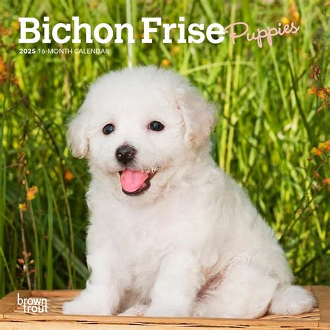 Bichon Frise Puppies Mini Wall Calendar Calendars