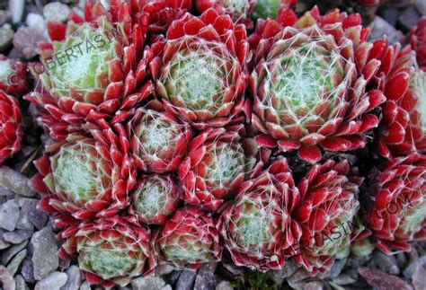 Qvc Robertas Garden Plants Sempervivum Hens And Chicks Succulents