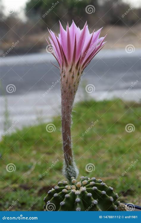 The Beautiful Cactus Pink Flower Stock Photo - Image of botanical ...