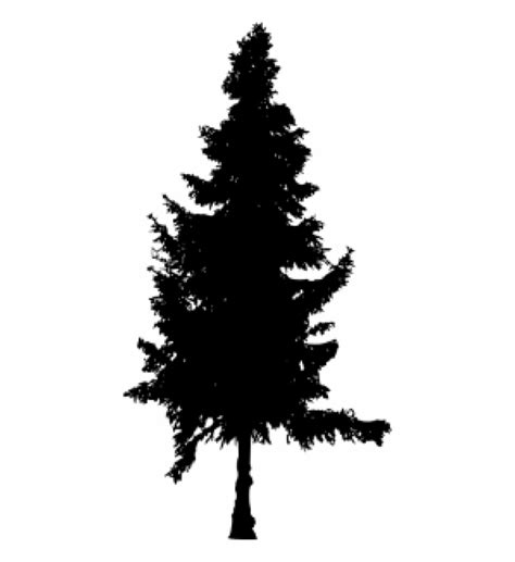 Free Pine Tree Silhouette Clip Art Download Free Pine Tree Silhouette