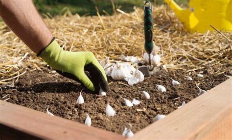 Что можно посеять и посадить в огороде осенью | Plantar, Cultivo de ...