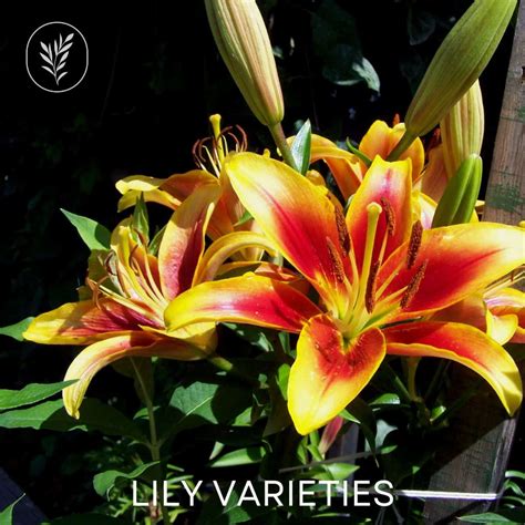 30 lily varieties 🌺 🌼 Exploring the diverse world of lilies