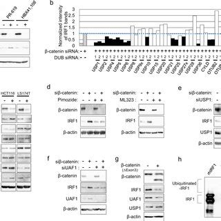 Uaf And Usp Complex Regulates Irf Protein Stability In Crc A