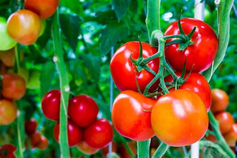 Marc De Caf Pour Les Tomates Boostez Vos Plants Pour Des Tomates