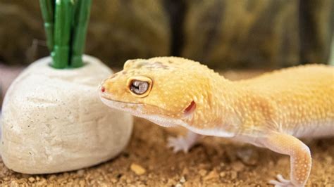 Keeping Your Pet Gecko Healthy - Stewpid Pet