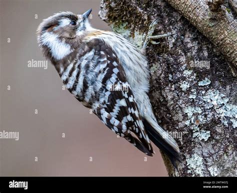 A Male Japanese Pygmy Woodpecker Yungipicus Kizuki Foraging On A Tree