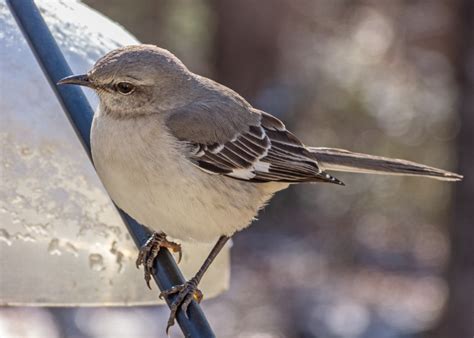 Northern Mockingbird - FeederWatch