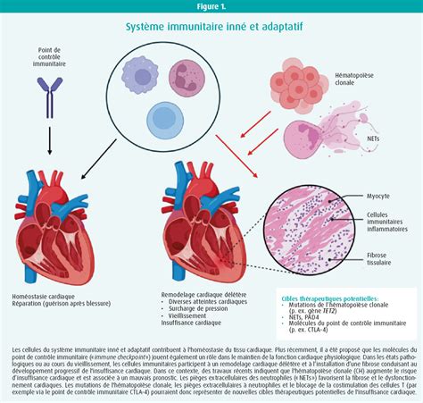 The Immune System In Cardiac Remodelling Tijdschrift Voor Cardiologie