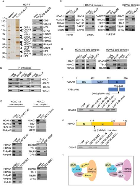 Cullin 4BRING E3 Ligase Is Physically Associated With HDACcontaining