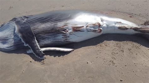 Filhote de baleia jubarte de 4 5 metros é achado morto em praia do