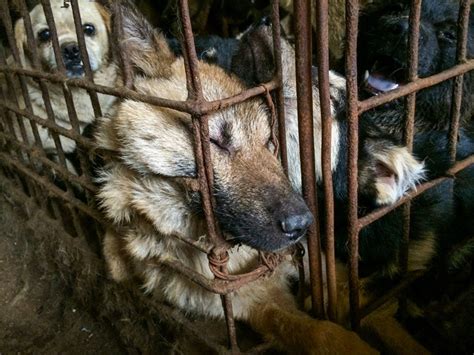 Dog meat banned at Yulin festival in China - China Underground