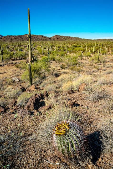 Ferocactus Wislizeni Yellow Fruits With Cactus Seeds In Arizona Barrel