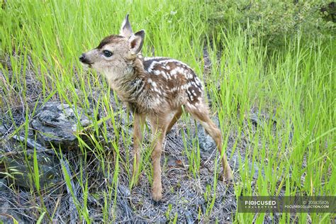 Newborn White Tailed Deer Fawn