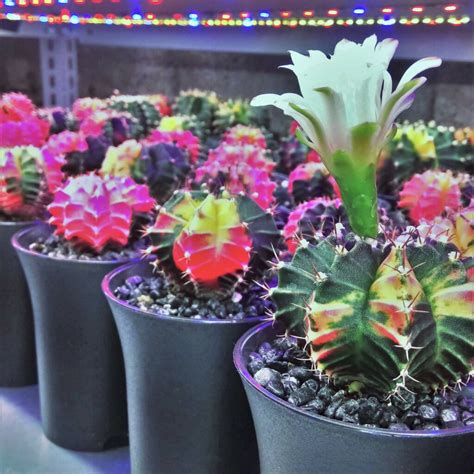 Gymnocalycium Mihanovichii Variegata PlantaBox