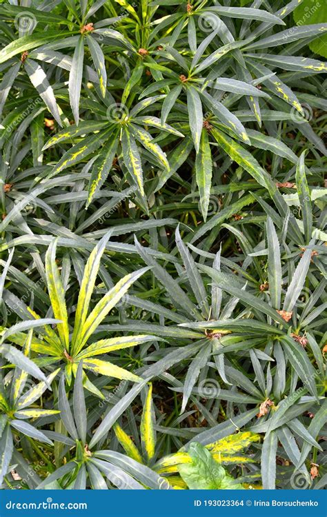 Leaves Of Stinking Hellebore Helleborus Foetidus L Stock Photo Image