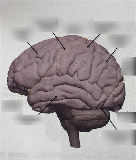 Brain Lateral Diagram Quizlet